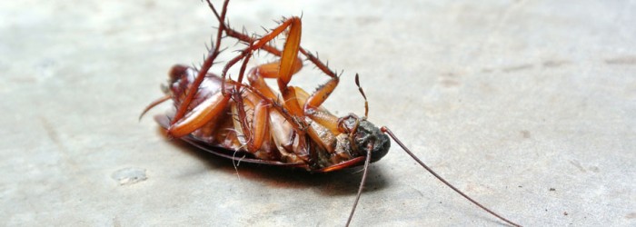 cockroaches-photo-1