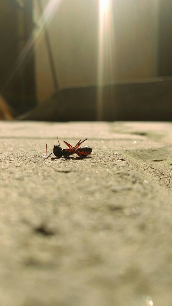 Dead ant on concrete floor â ant control New York City