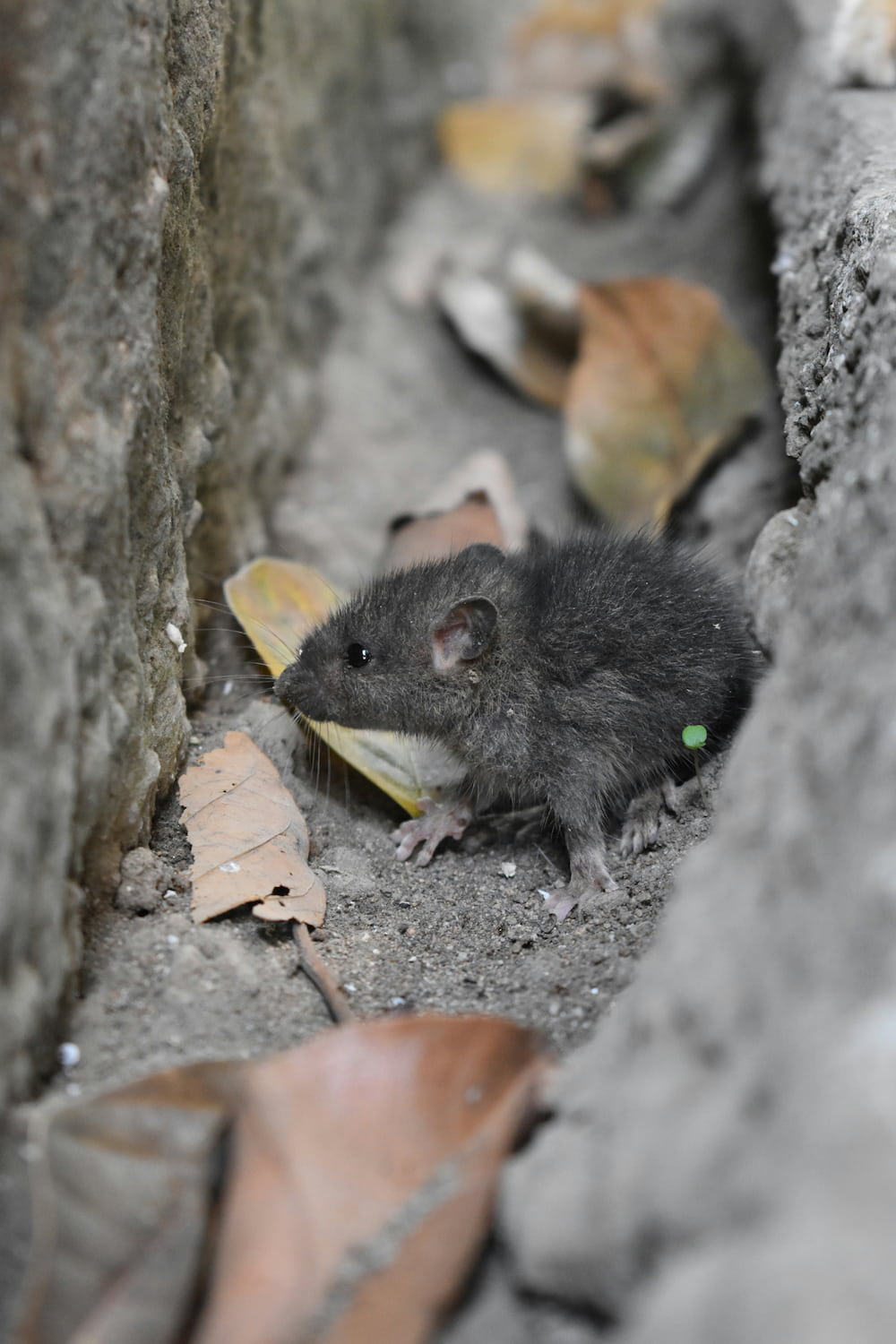 Common rodent in New York City hiding in a narrow urban gap.