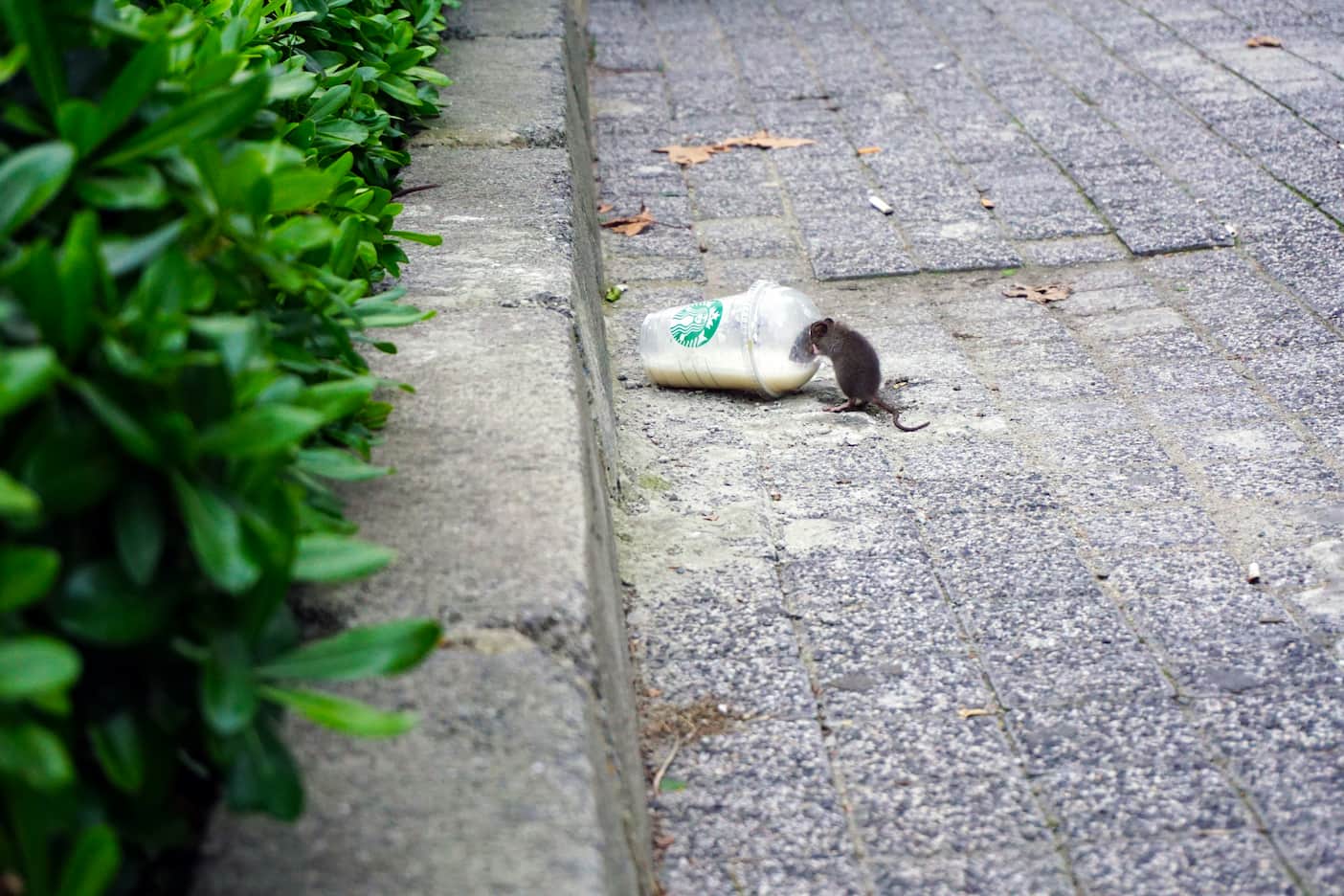 Rat scavenging in a New York City street.